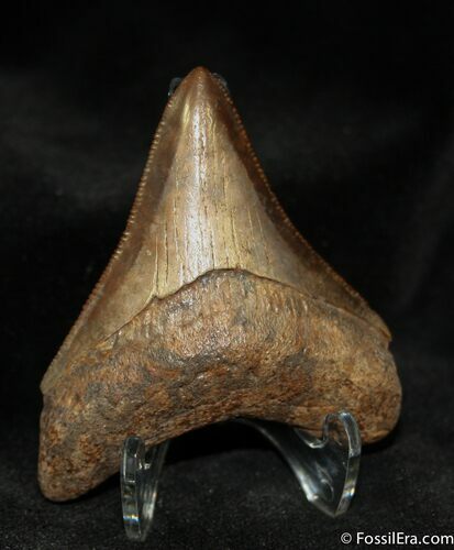 Inch Megalodon Tooth - Highly Serrated #1167